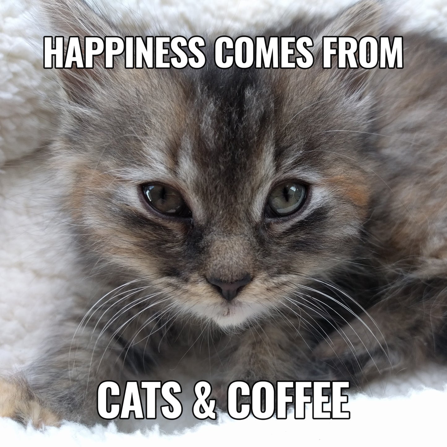 A sticker with an image of a cat and the text 'HAPPINESS COMES FROM CATS & COFFEE'.