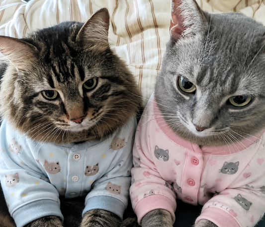 🐾 Cat's Pajamas Vanilla Cold Brew